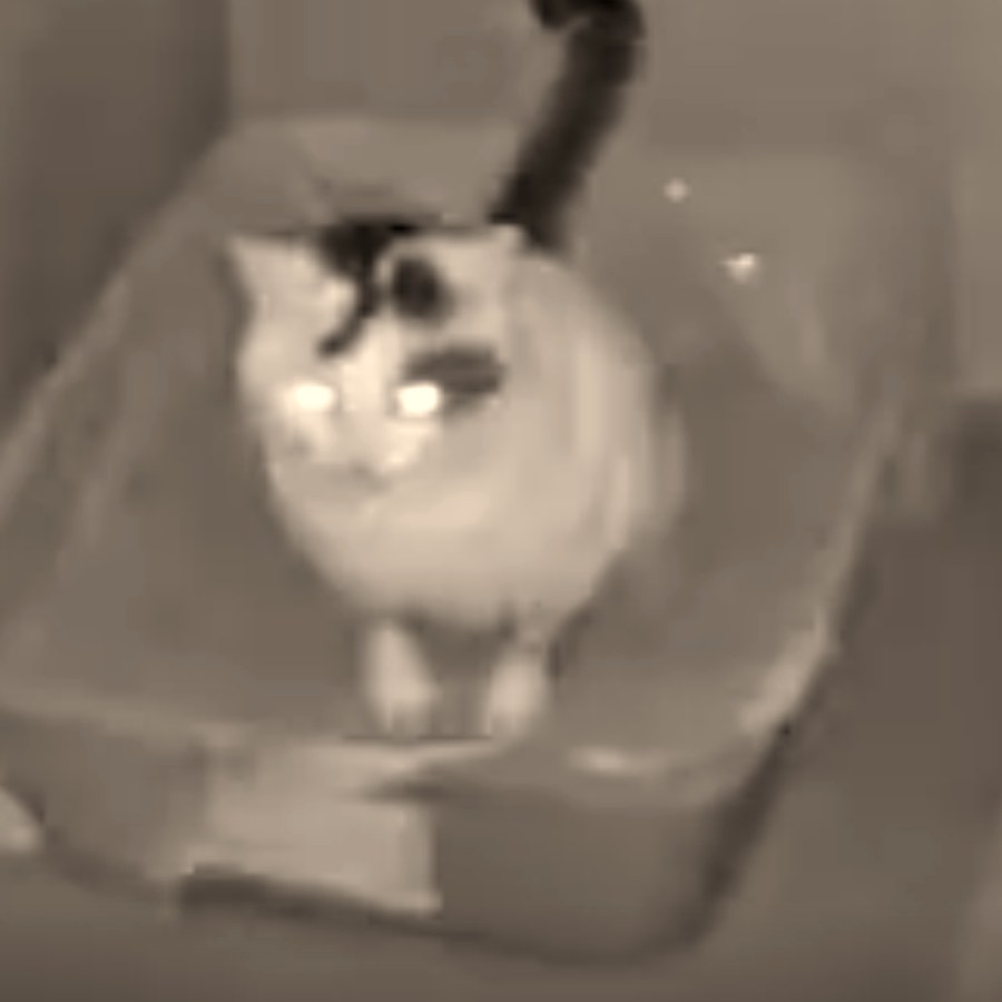 Infrared camera still of Nigel, a white cat with a dark crown and a dark patch by one eye, sitting in his litter box and looking into the lens with glowing eyes.